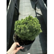 Ялина канадська Альберта Глобе С5